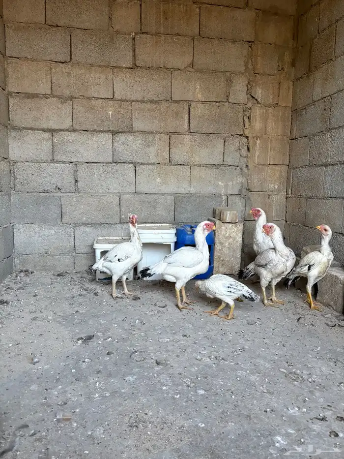 دجاج فارسي حجازي 5