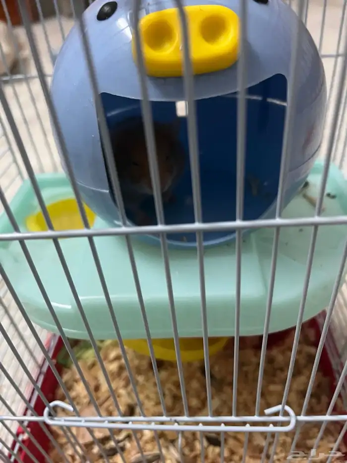 هامستر للبيع واحد صغير 2