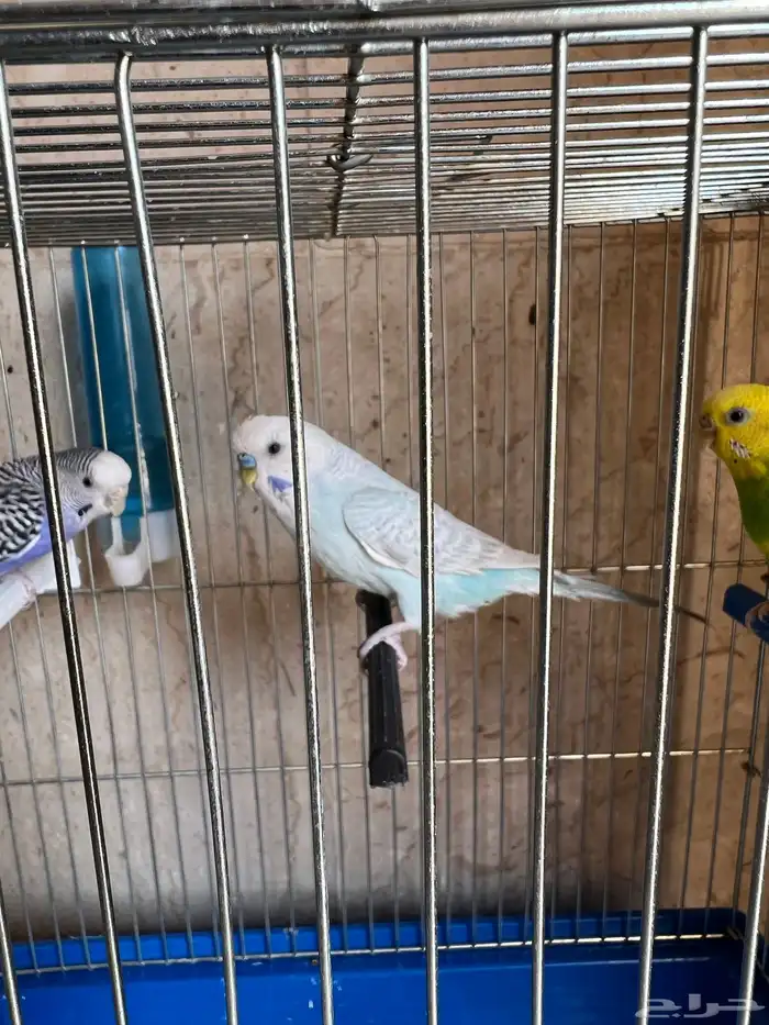 طيور الحب العدد 3 ( 1 ذكر - 2 انثى 3