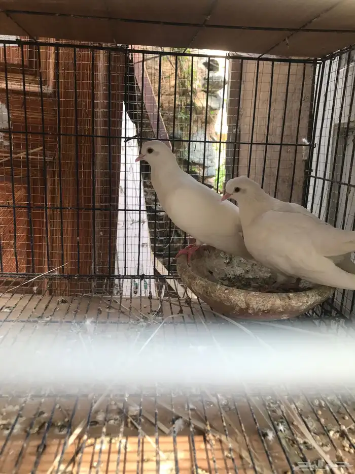 صنعاني اصيل شيبه 7