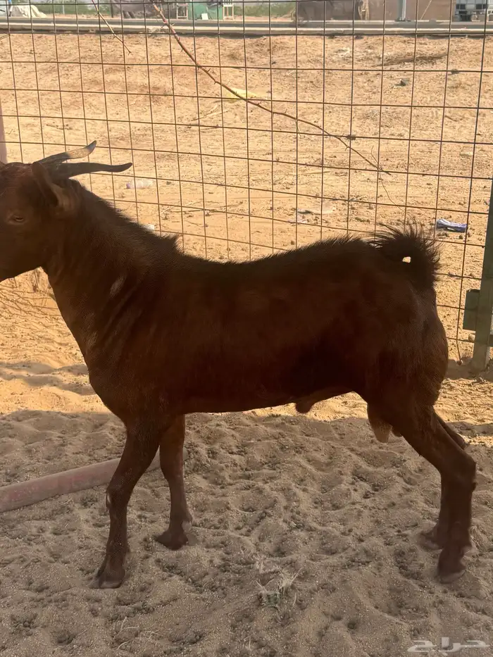 تيس محايلي فحل جذع 1