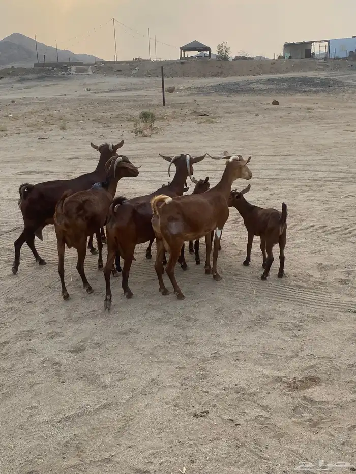 خلفات محايلات تم البيع 8