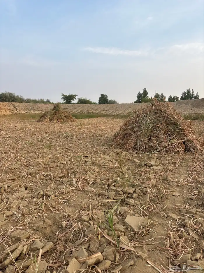 علف حلال العدد تقريبا  790 حبه 0