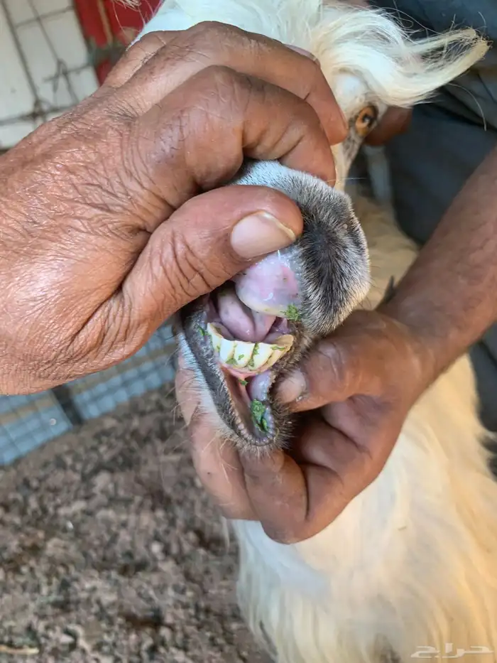 عنزين طيبات مضاريع فوق 3 شهر 3