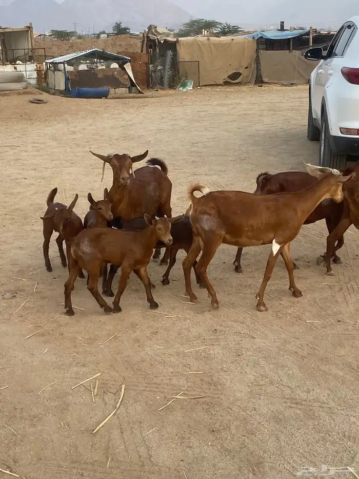 خلفات محايلات تم البيع 9