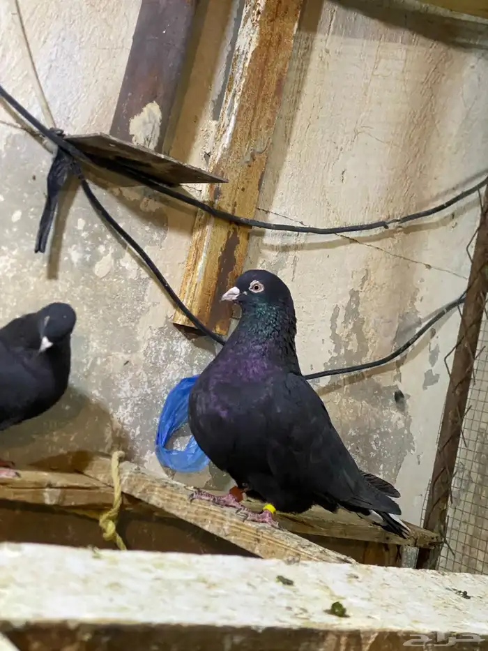 حمام قطايف 4