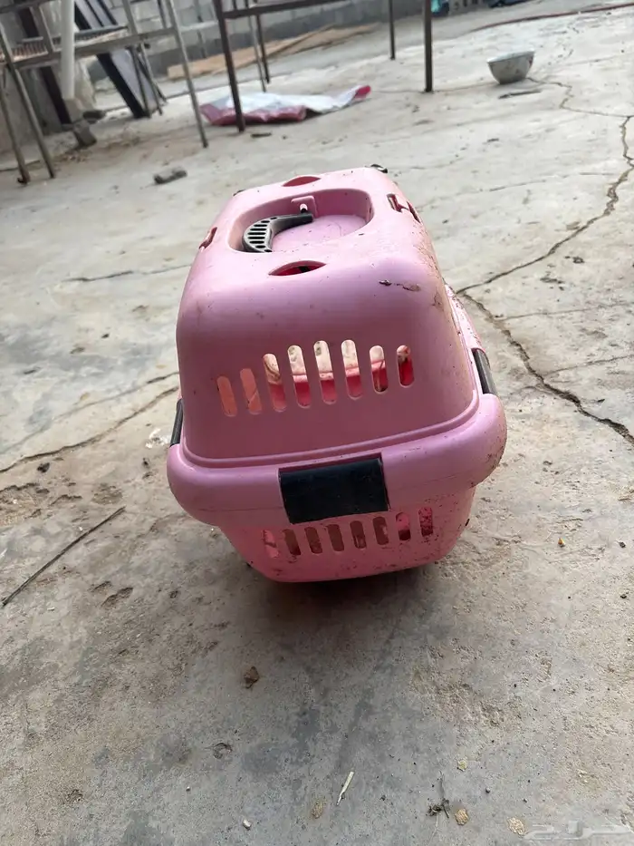 صندوق قطط لبيع 2