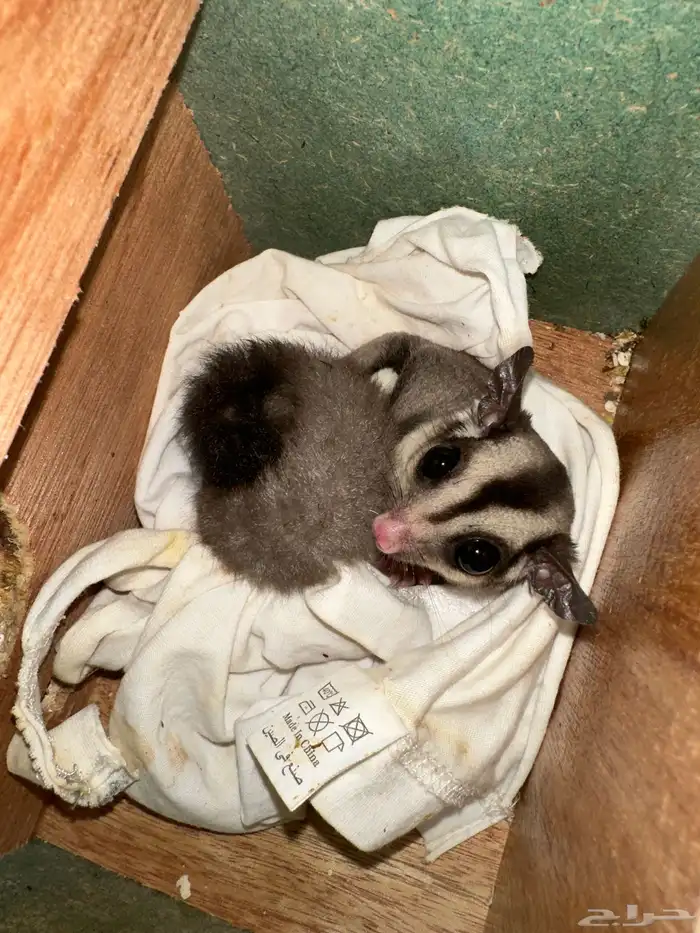 سنجاب طائر 0