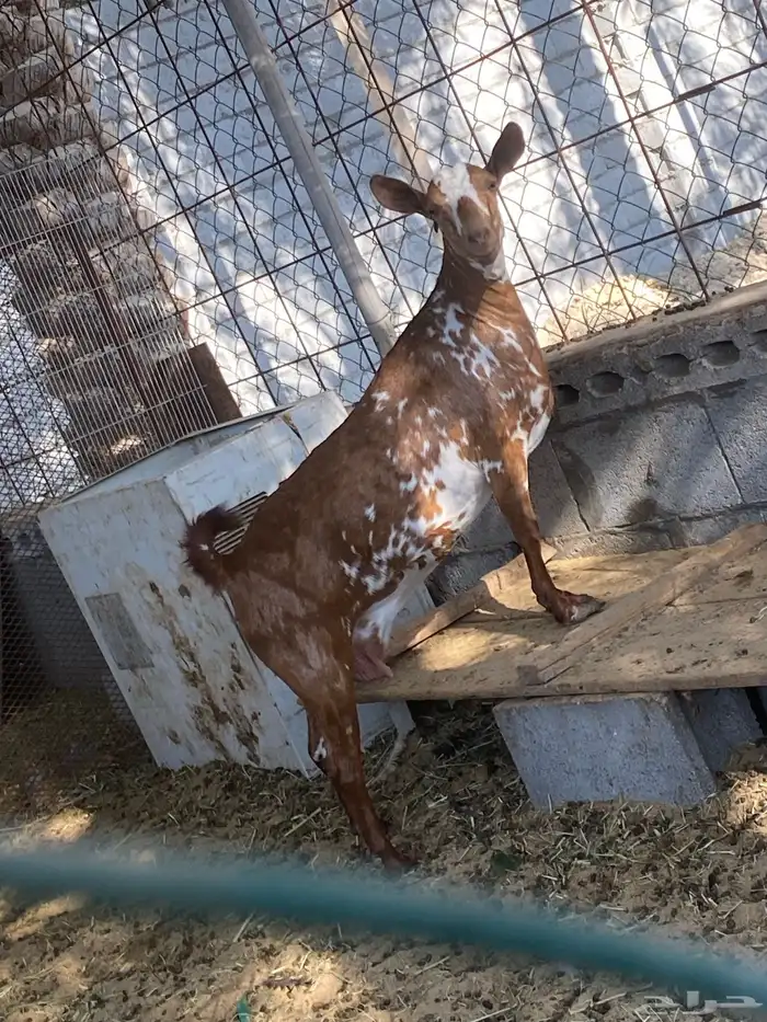 للبيع عنزه معه الفحل بس ماشرط 2