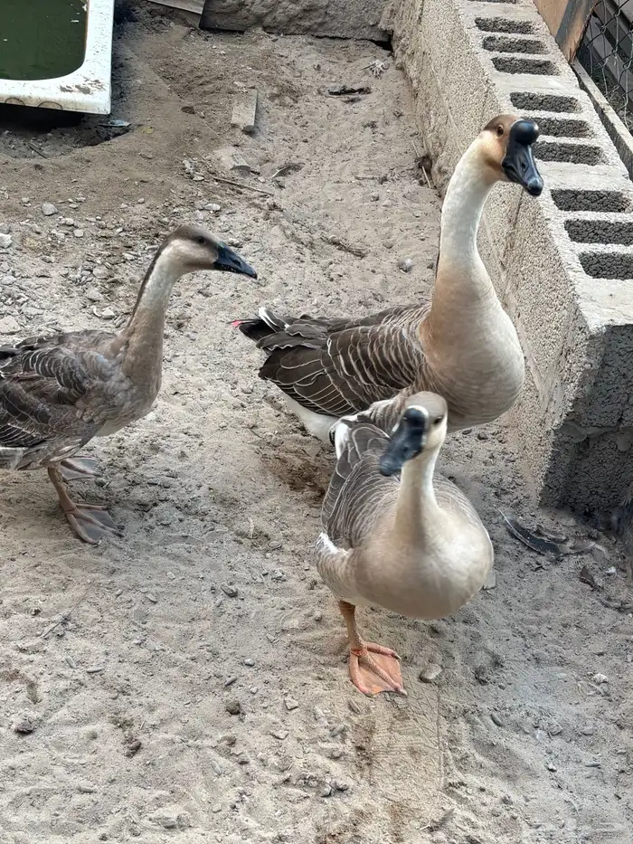 جوز اوز عراقي مع الفرخ للبيع 0