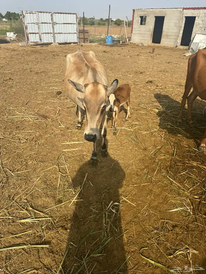 بقره منتوج 1