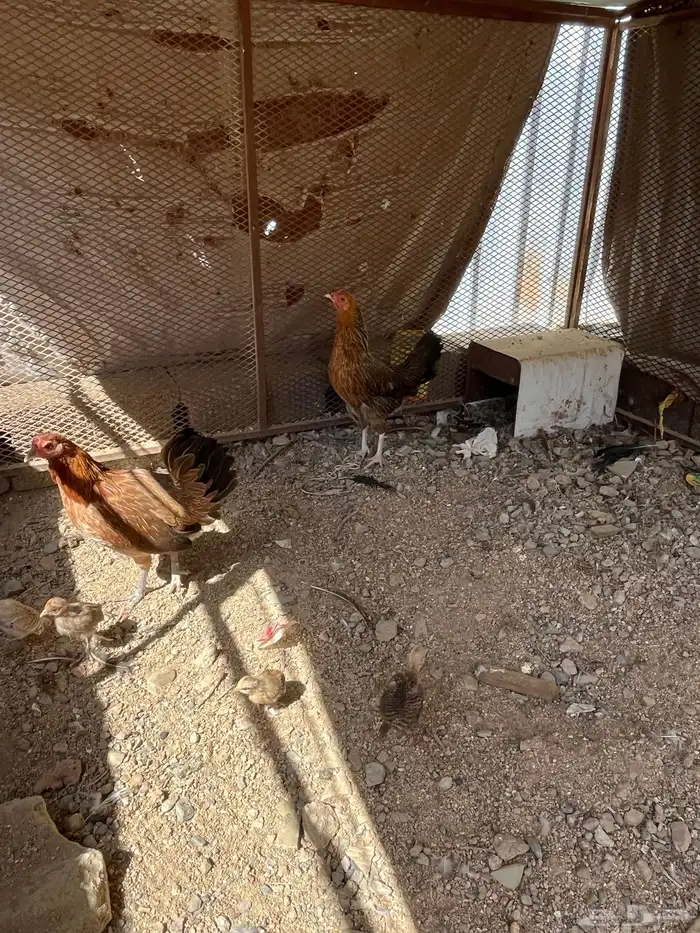 سلام عليكم اعرض لكم في دجاج 13