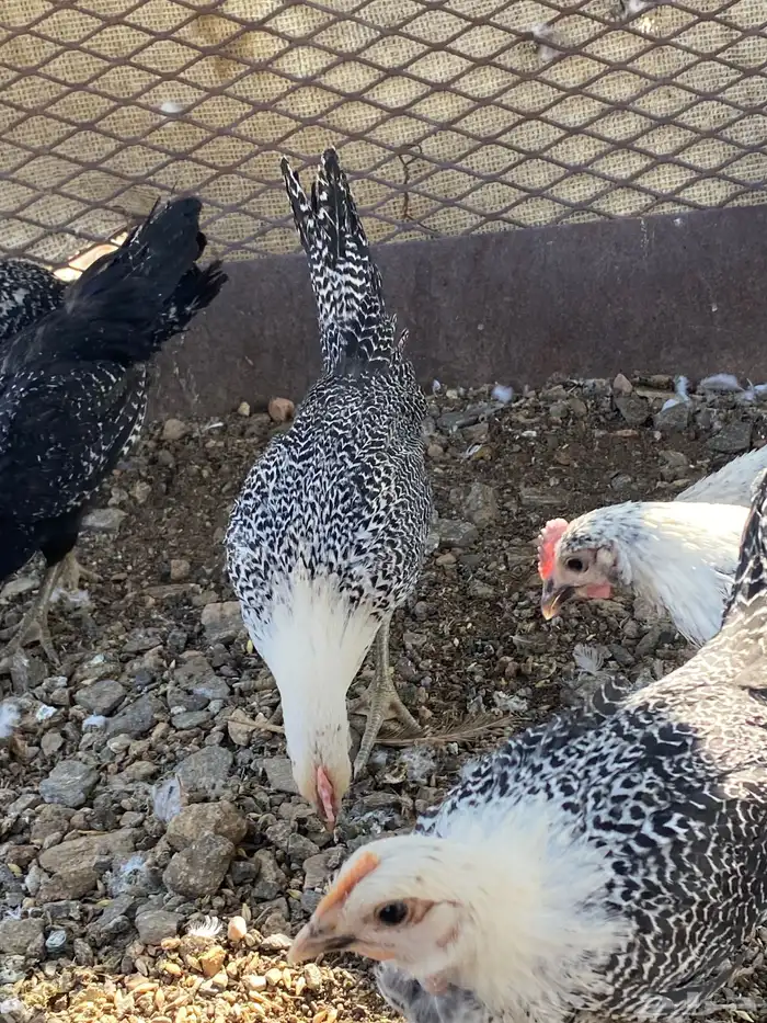 تم البيع الله يباركلك لرعيه 1