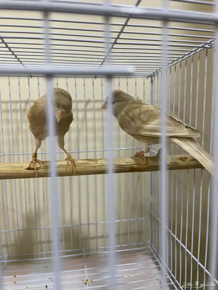 كناري جاسب ذكر وانثى جاهزين 0