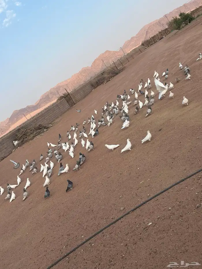 حمام فرنسي للبيع 4