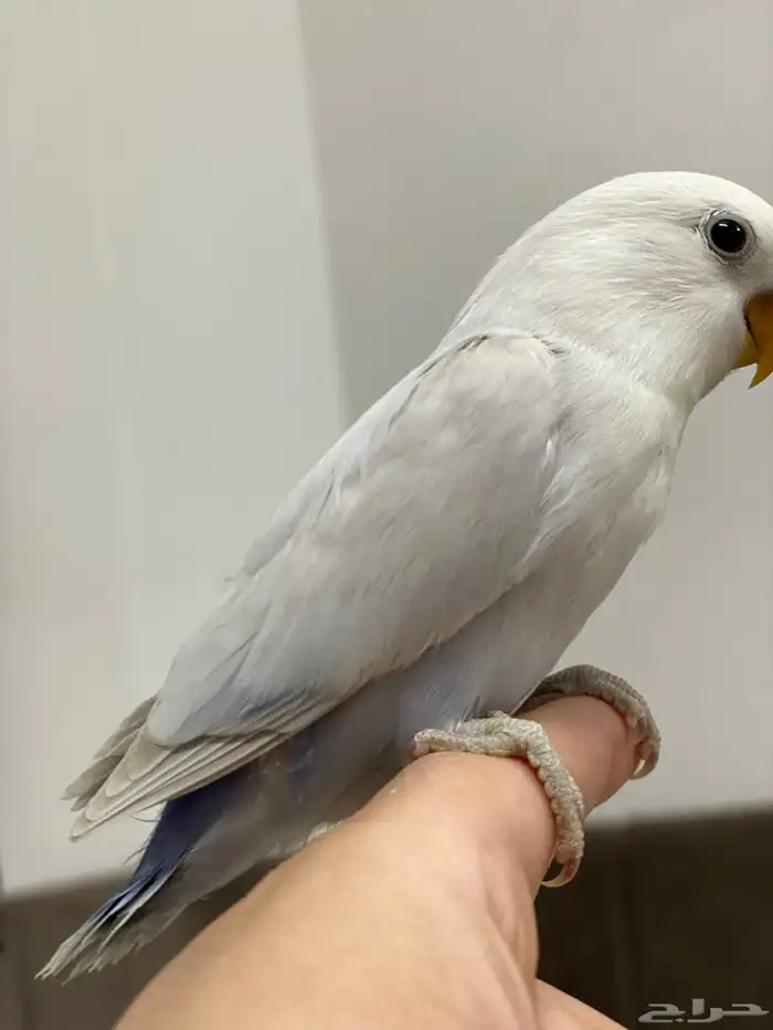 فررخ روز غر 5