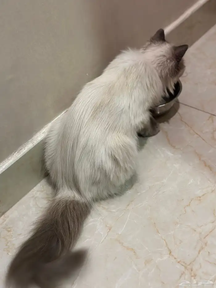 قطه هملايا لتبني عمر 6 شهور 1