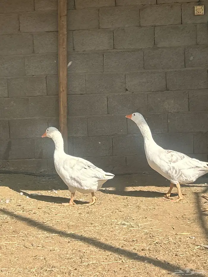 وز للبيع ذكر ونثى 2