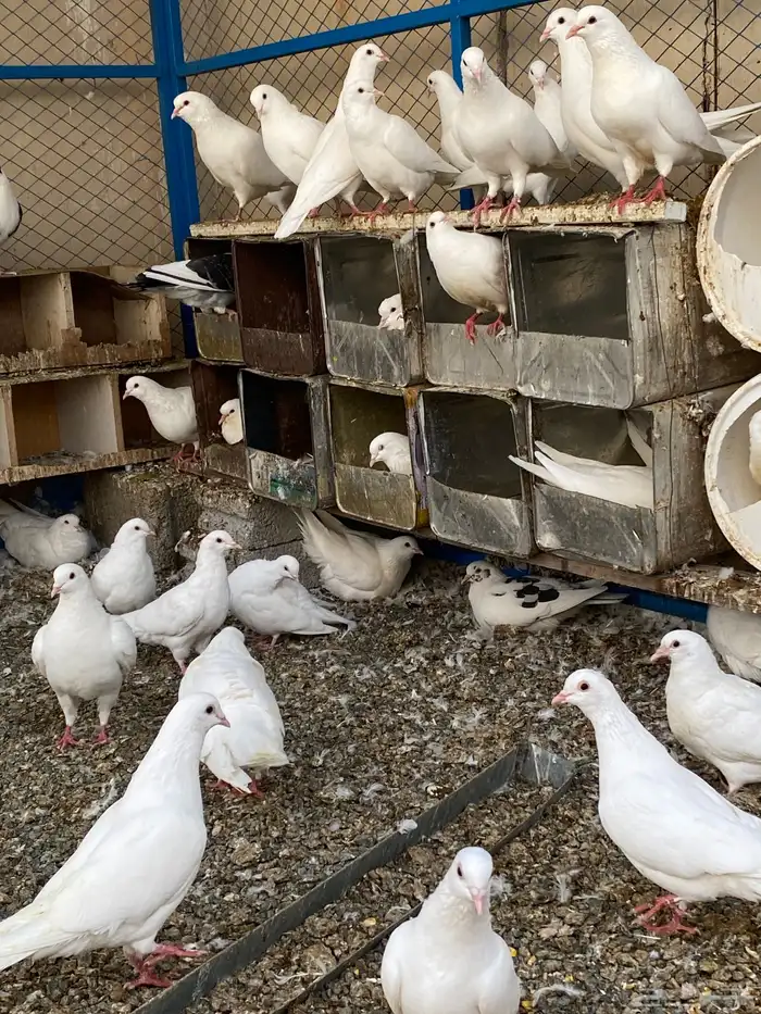 حمام فرنسي نظيف شرط ومنتج 6