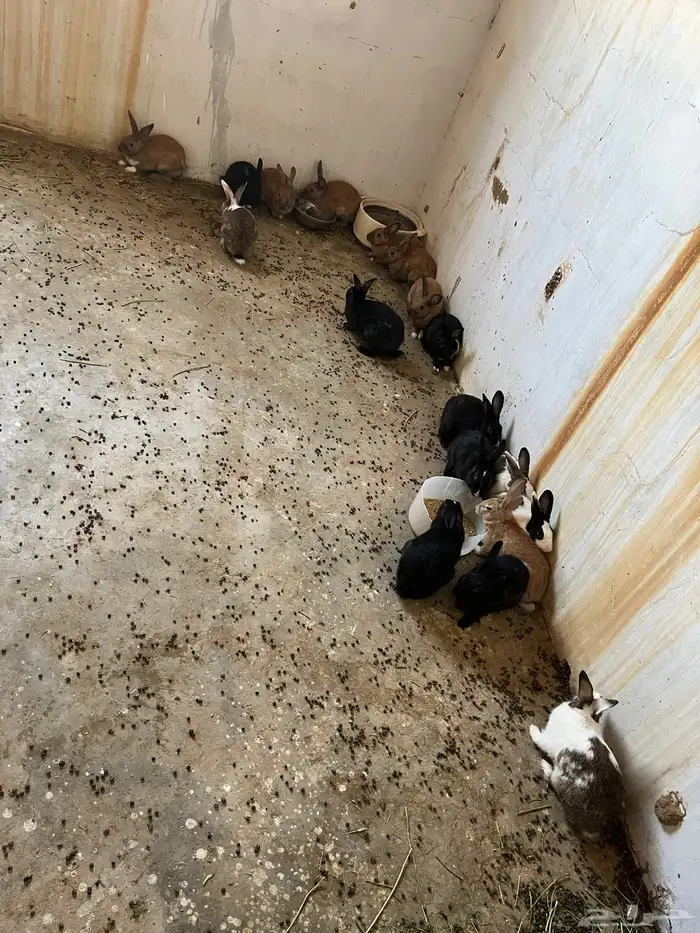 أرانب الحد 25 0