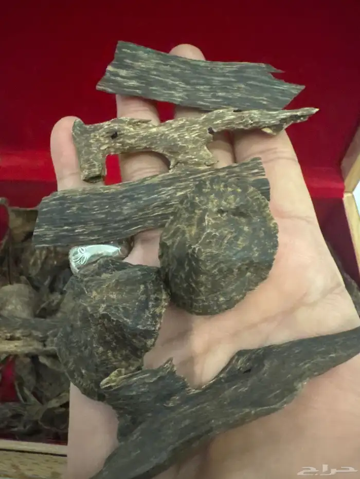 عود كاليمنتان بونتيانك (( غطاس )) اندر ووتر طبيعي 100   100 5