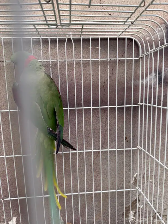 طيور للبيع 8