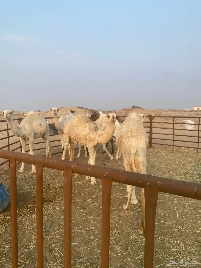 قعدان حشو العدد 6 سوم 4000الخفجي 1