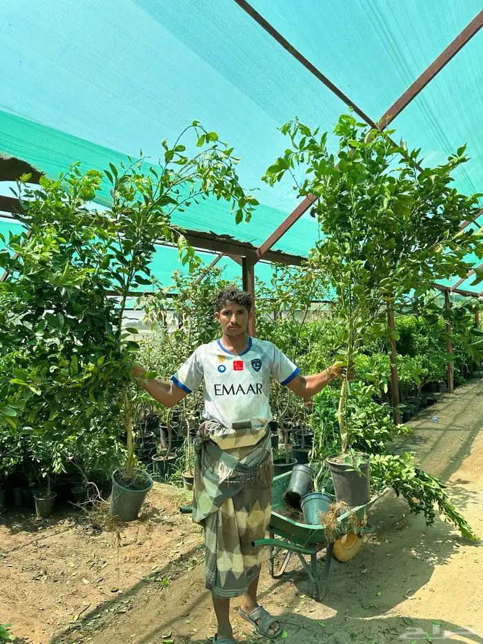 شتلات مانجو وتين رمان 4