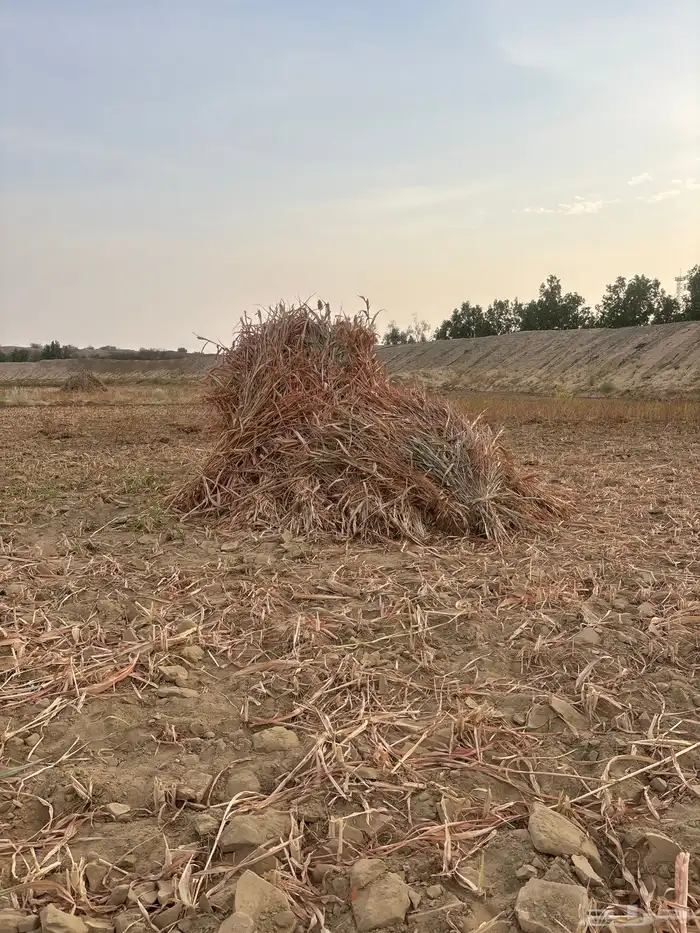 علف حلال العدد تقريبا  790 حبه 3