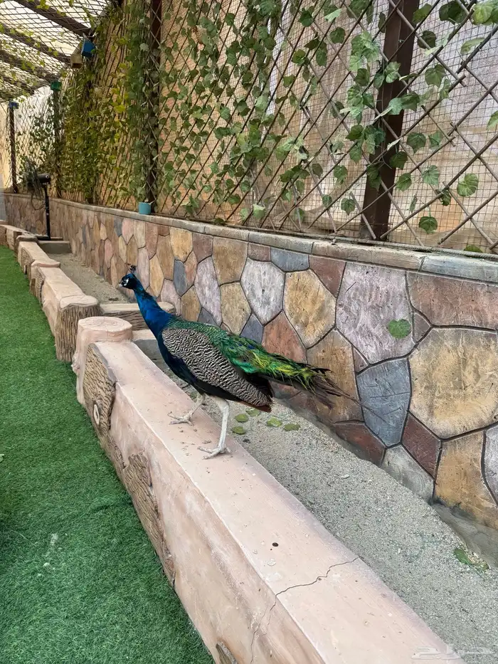 طيور للبيع 14