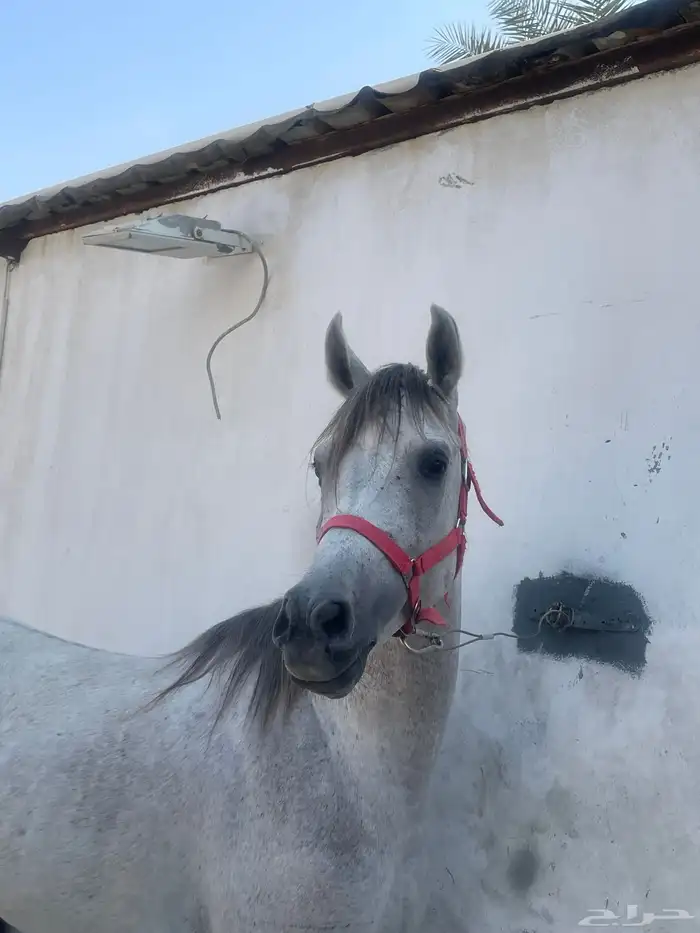 للبيع احصان شعبي العمر 5سنوات سليم من كلشي الطوال 160سنتي 0
