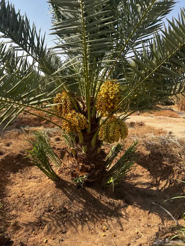 نخل واشنطن زينه ونخيل عربي مثمر للبيع توصيل وزراعه 7