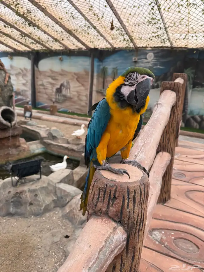 طيور للبيع 10