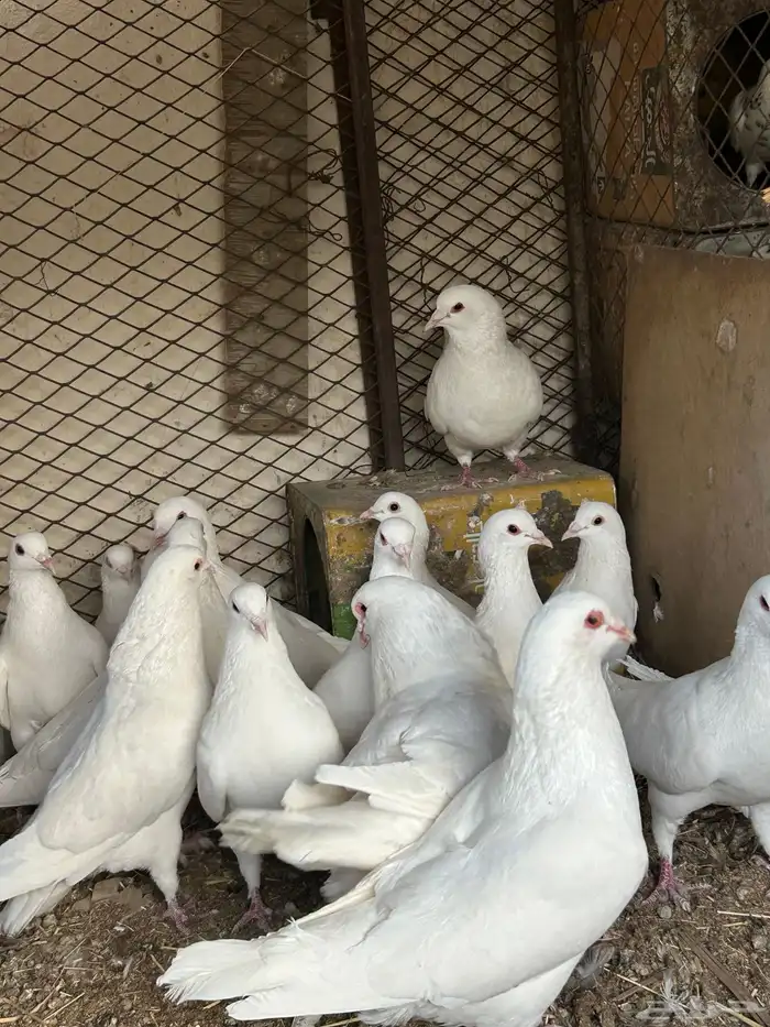 حمام فرنسي 0