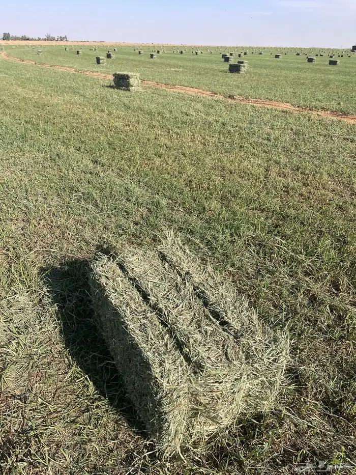 بلوبنك علف 0