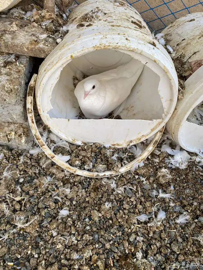 حمام فرنسي نظيف شرط ومنتج 7