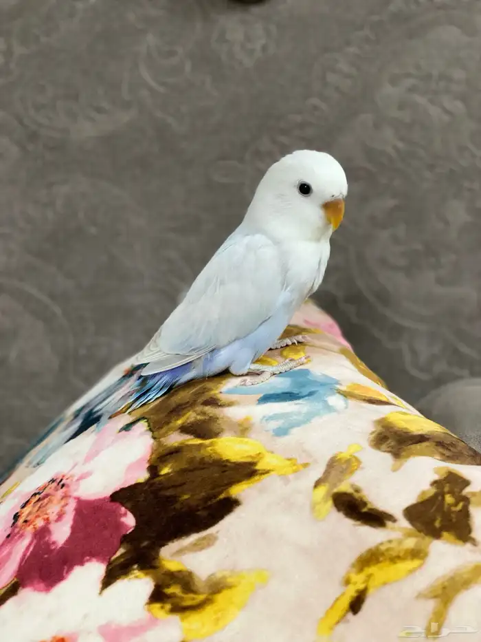 فررخ روز غر 0