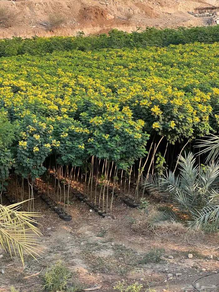 مشتل مؤسسة ميم للتشجير نيم لبخ أكاسيا لسان العصفور باركنسوني 3