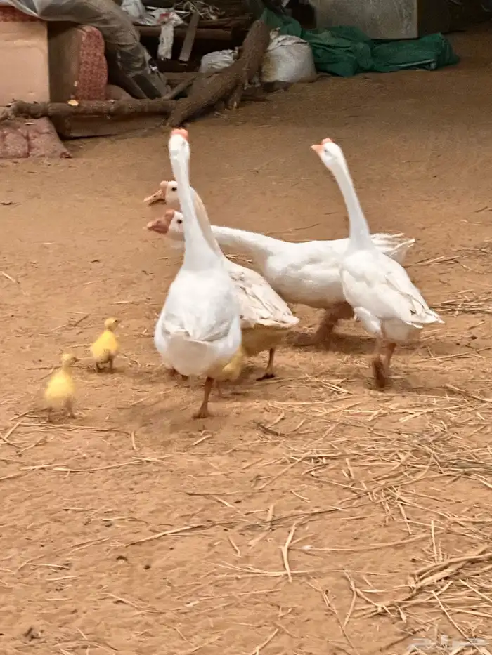 صوص وز روسي بلغاري 12