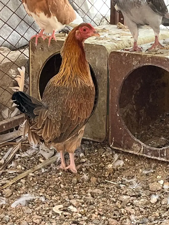 سلام عليكم اعرض لكم في دجاج 9