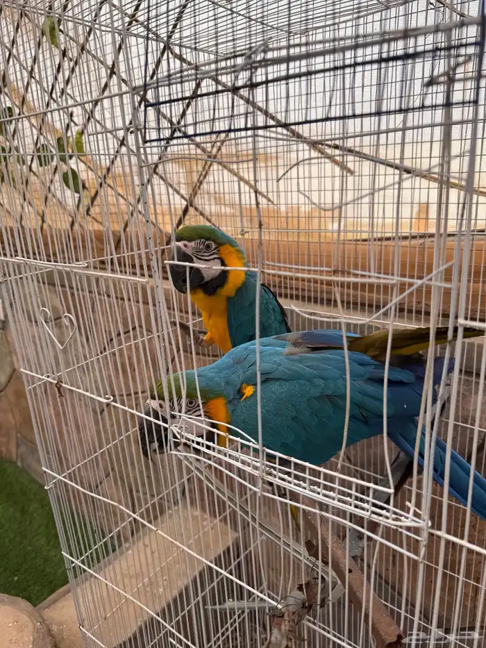 طيور للبيع 13