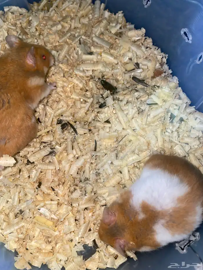 زوج هامستر 3