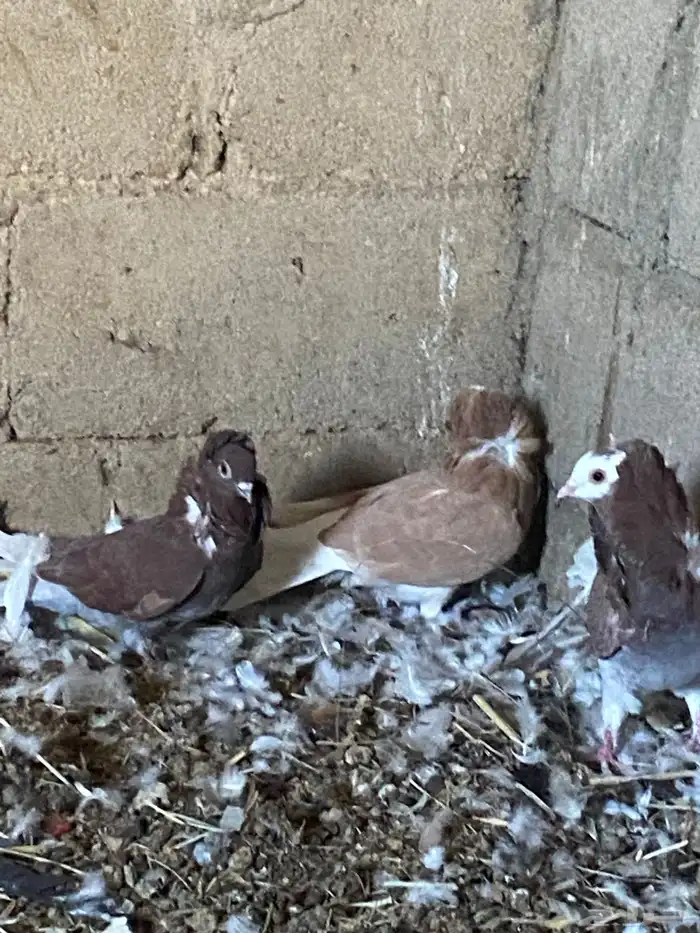 حمام بلجيكي طيب سليم من الأمراض جوزين متولف 1