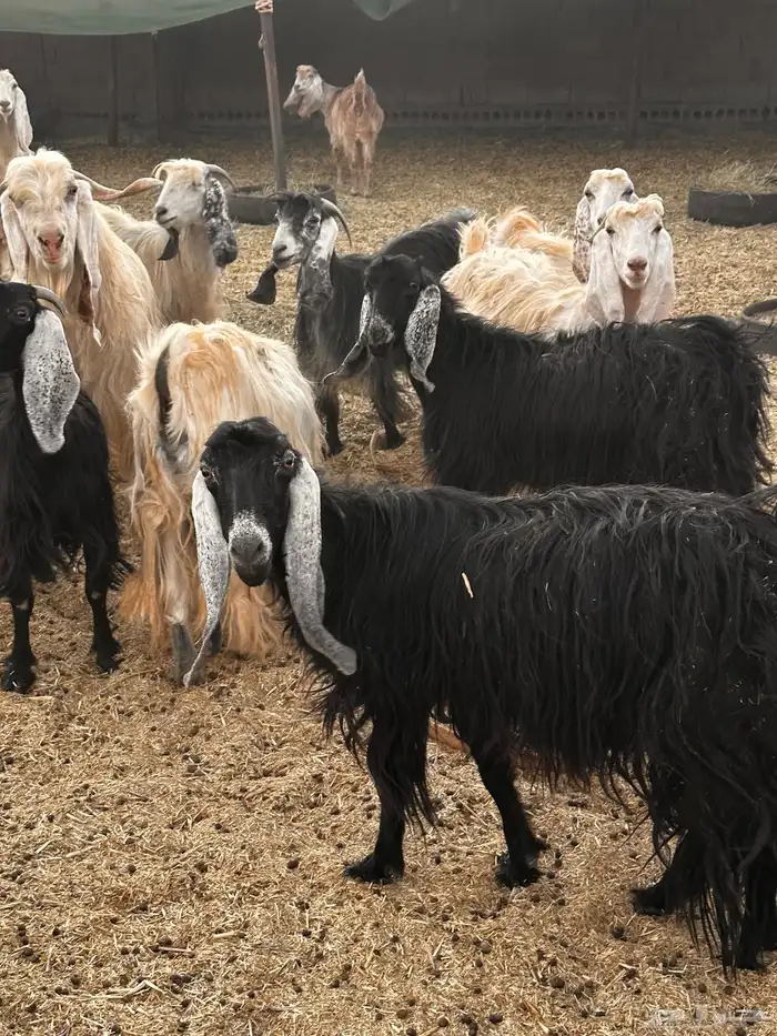 معزاء مراح للبيع 0