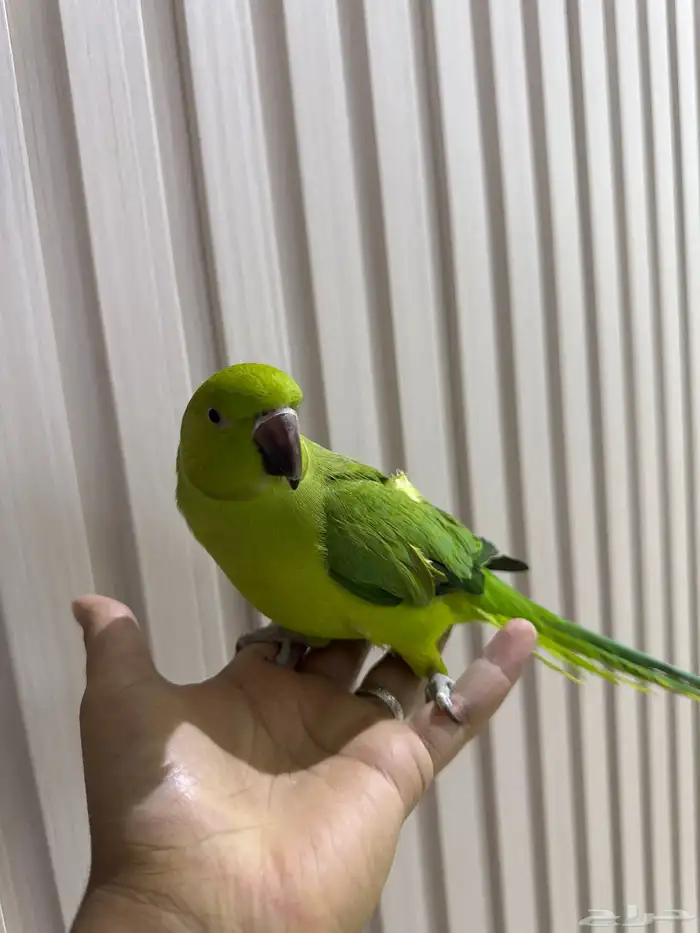 انثى ببغاء الدرة 2