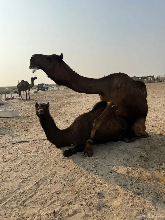 بعير طيب ونتاجه طيب وسلالته طيبه 2