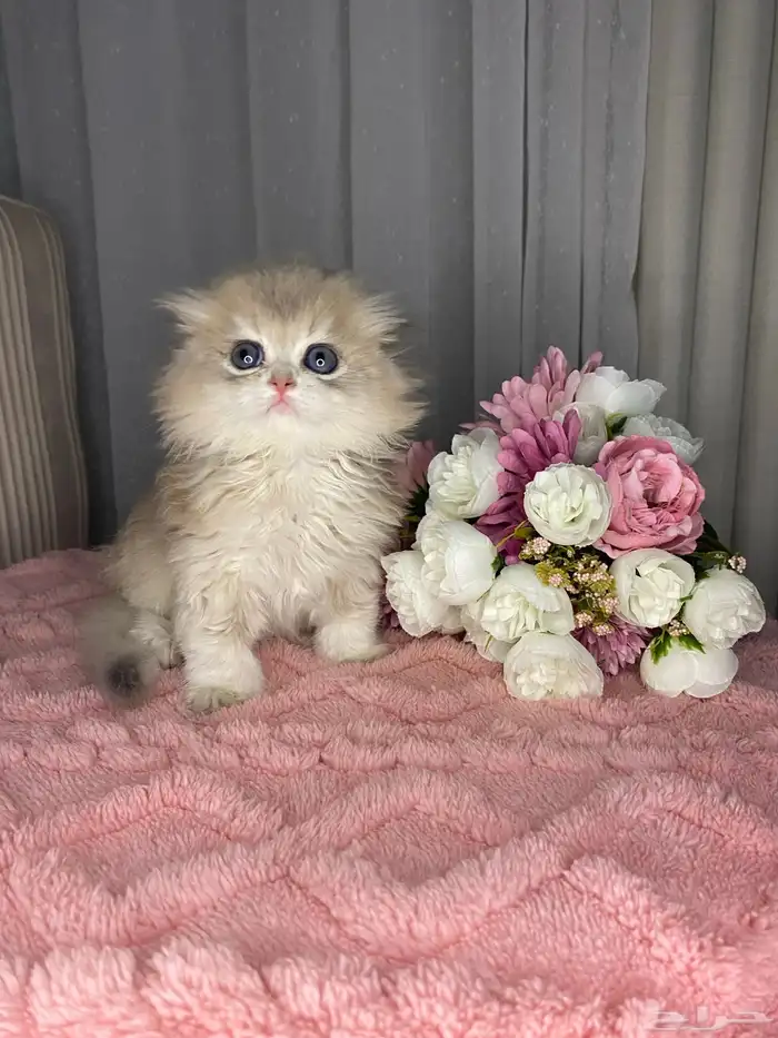 ذكر سكوتش تربل فولد منشكن للبيع مطعم 1