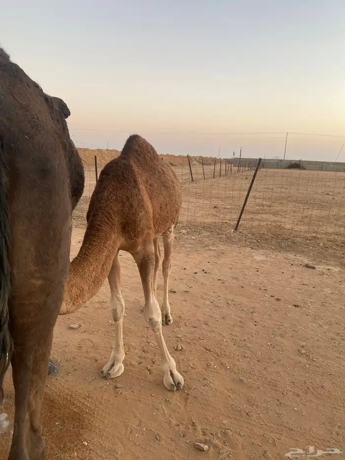 عشره معها بكره 2