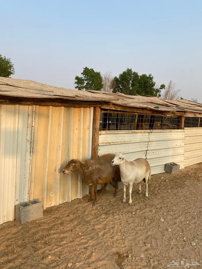 غنم رفيديه دفيع 2