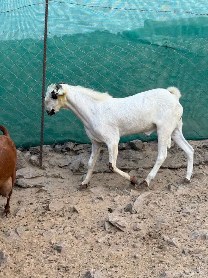 تيس بيشي فحل صنف الصنف 4